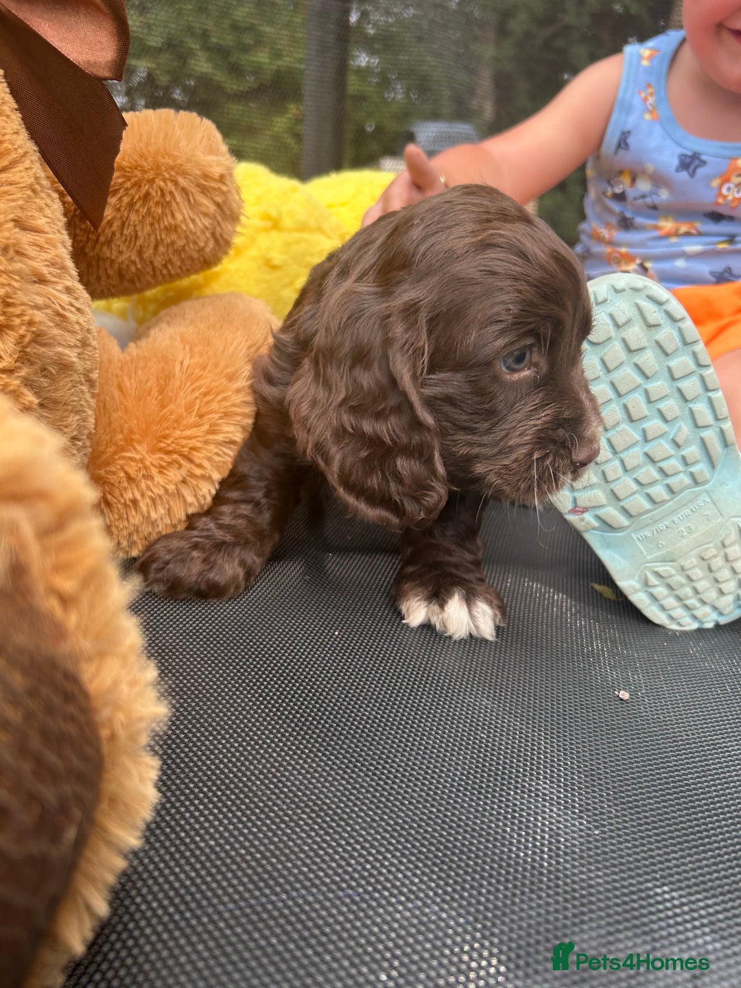 Cocker Spaniel dogs for sale: Miniature working Cocker spaniel puppies for sale - Image 20