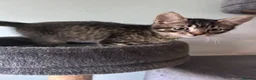 Mixed Breed cats for sale: Three beautiful kittens  - Advert 4