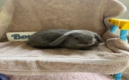 Mini Lop rabbits for sale: Friendly mini lop babies ready 14 August - Image 3