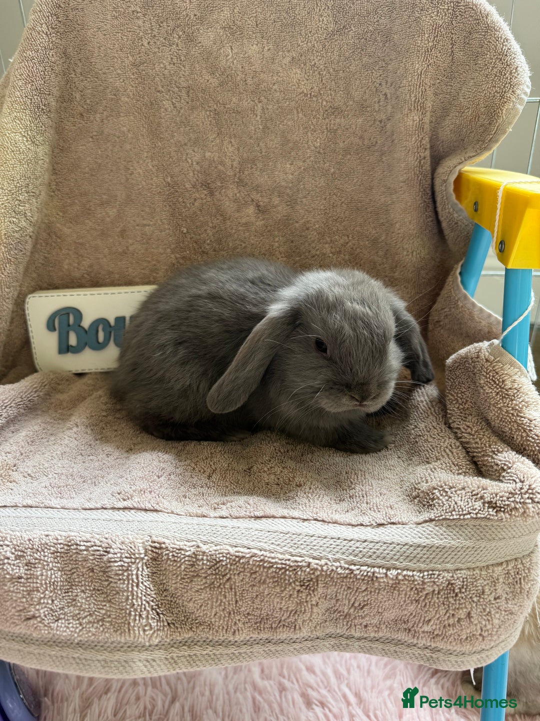 Mini Lop rabbits for sale: Friendly mini lop babies ready 14 August - Image 3