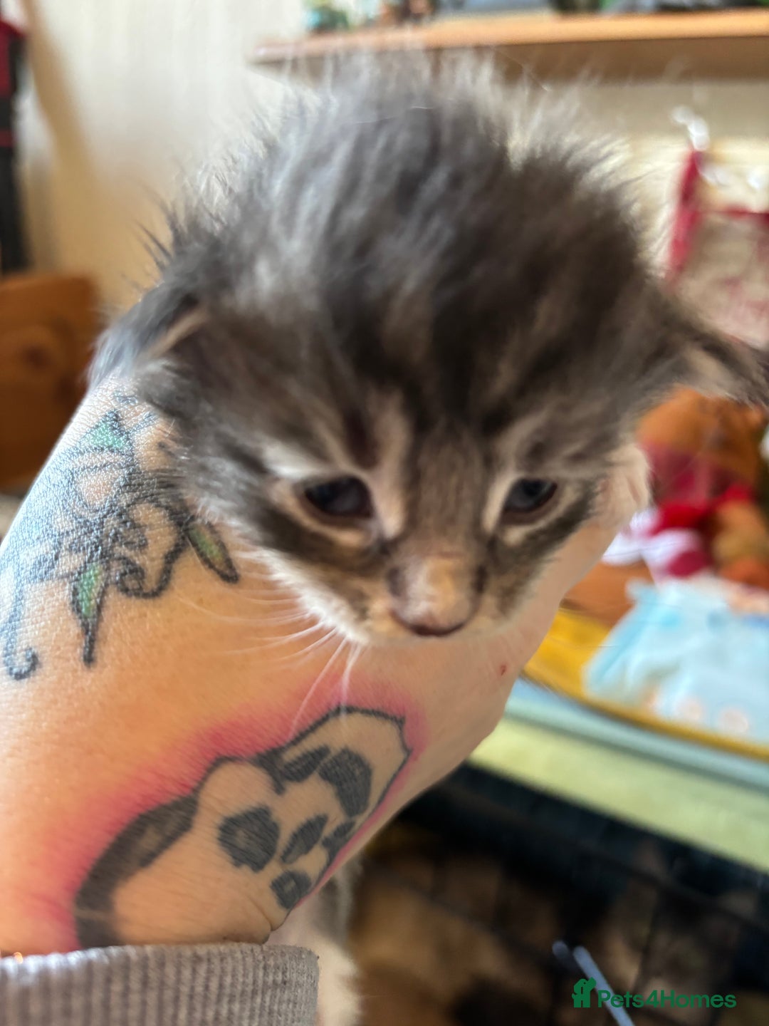 Maine Coon cats for sale: 5 Maine coon babies  - Advert 13