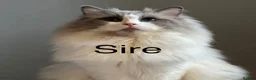 Ragdoll cats for sale: Unique Ragdoll Kittens - health tested parents - Advert 5
