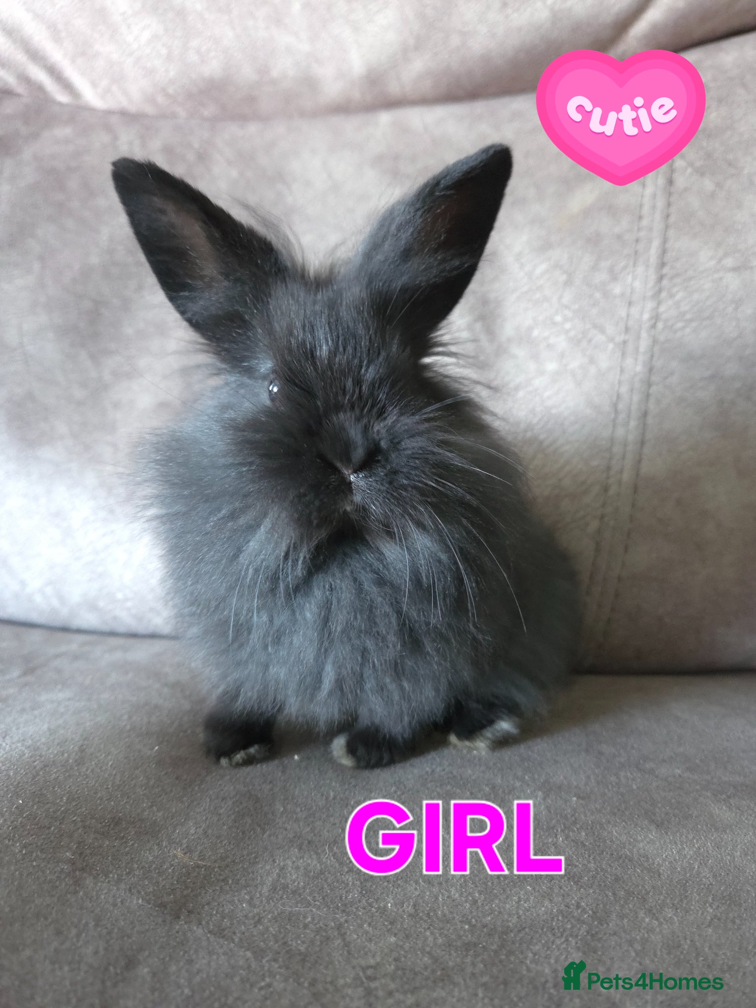 Mini Lion Lop rabbits Very tame 8 weeks mini lion lop ☆ 1 doe ☆ 1 buck - Advert 1