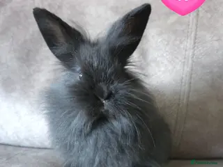 Mini Lion Lop rabbits for sale: Very tame 9 weeks mini lion lop ☆ 1 doe ☆ - Advert 4