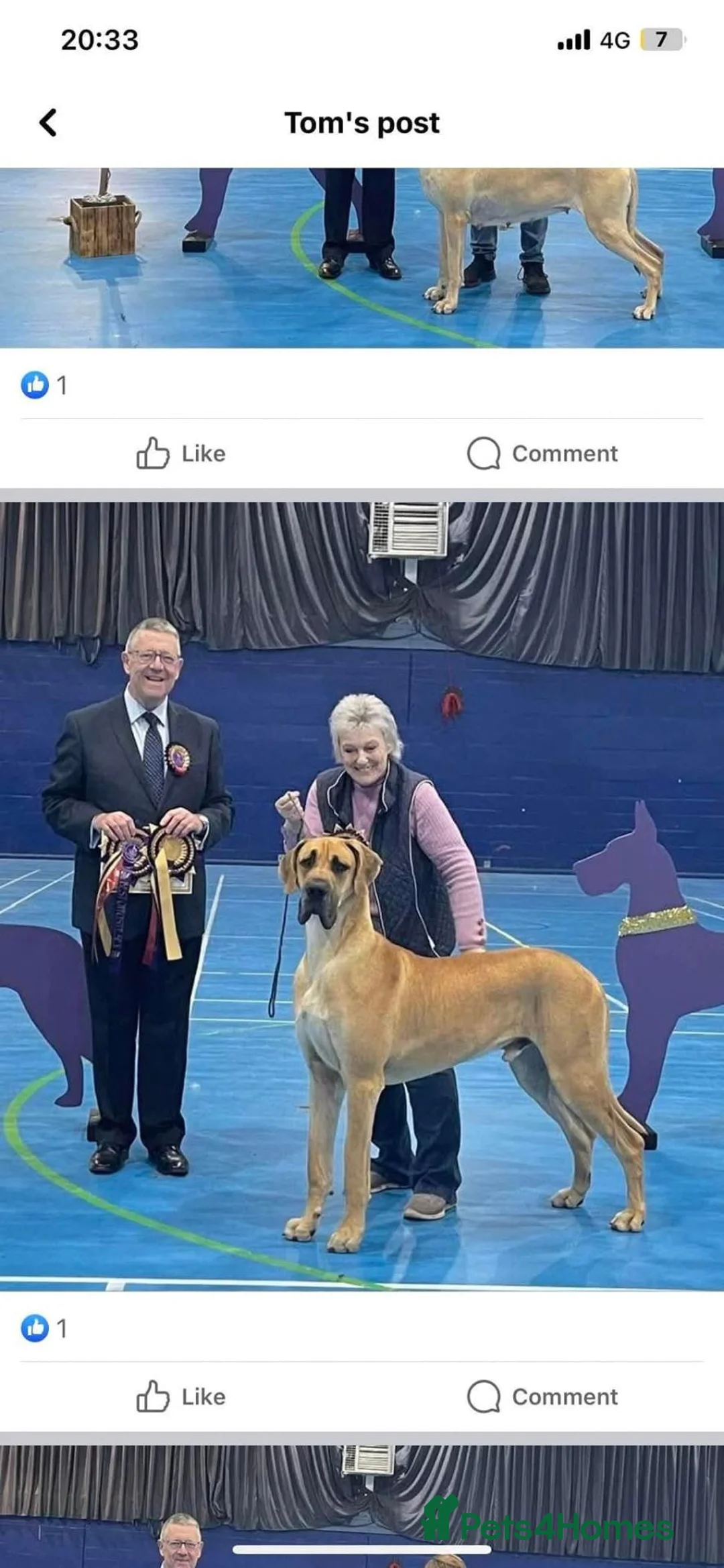 Great Dane dogs for sale: Great Dane in Northallerton - Advert 2