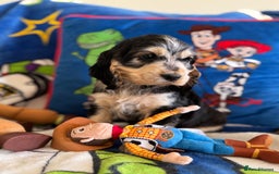 Cocker Spaniel dogs for sale: Last 2 boys fully vaccinated health checked  - Image 23