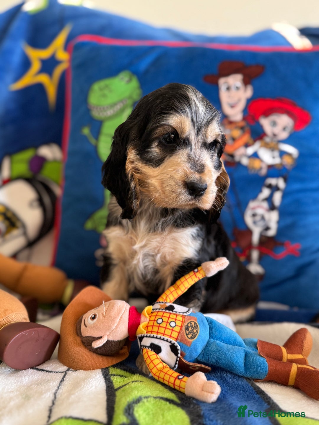 Cocker Spaniel dogs for sale: Last 2 boys fully vaccinated health checked  - Image 23