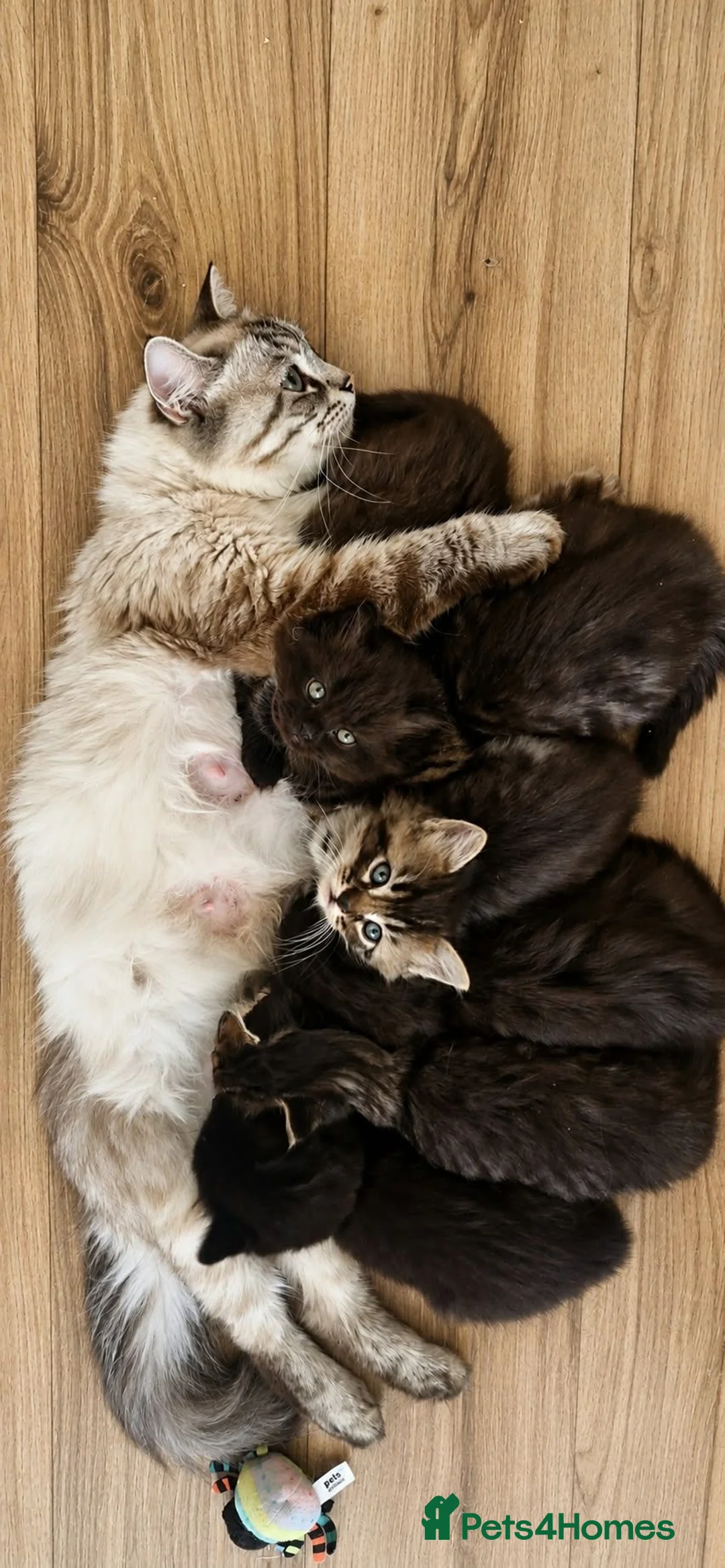 Mixed Breed cats for sale: Beautiful Ragdoll Mix Kittens.Ready 9th September  - Advert 2