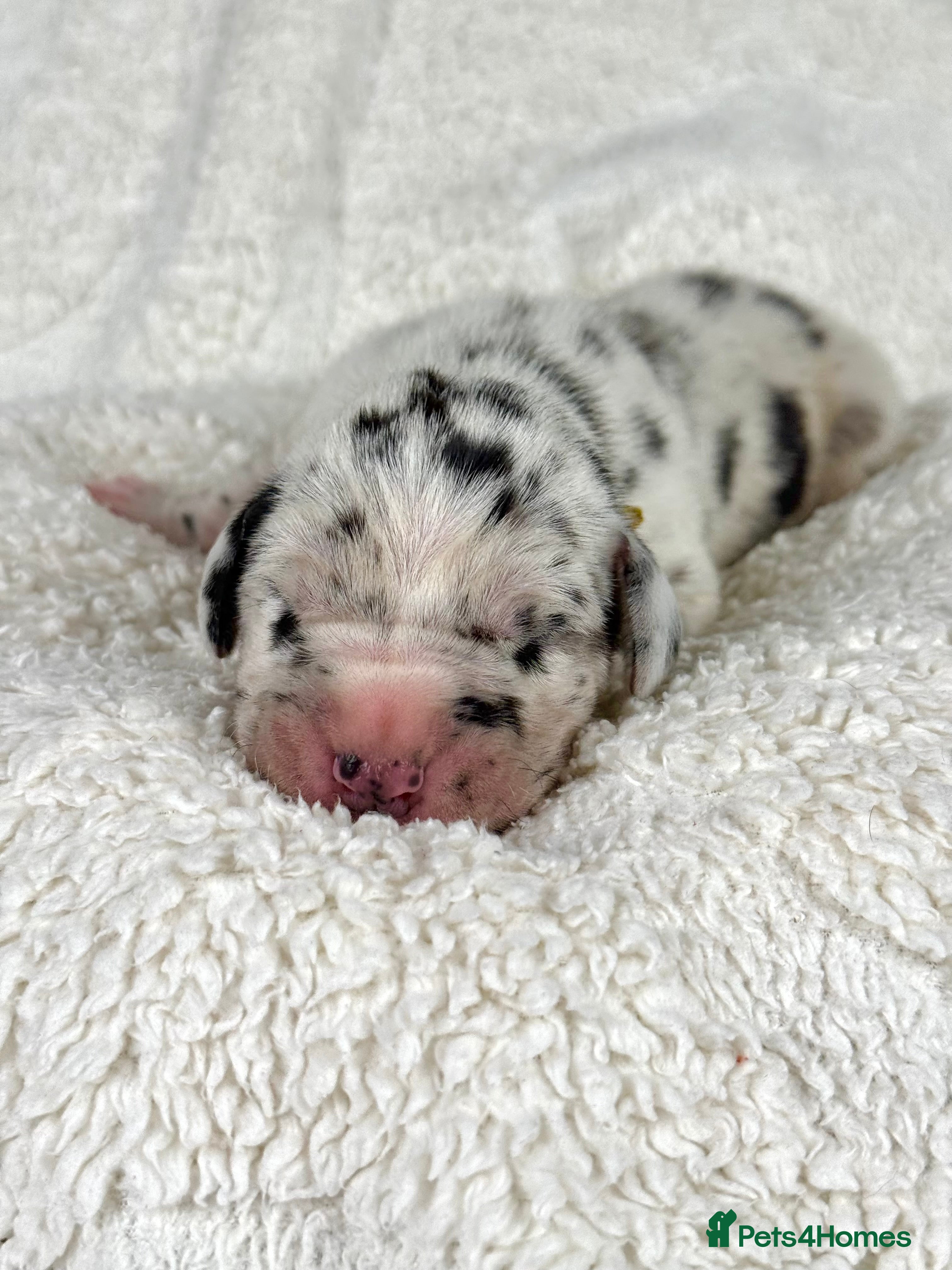 Great Dane dogs KC registered Great Dane puppies - Advert 8