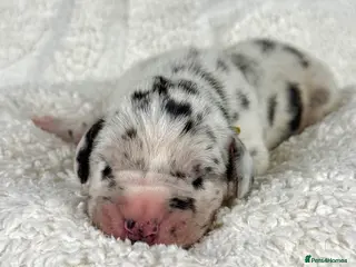 Great Dane dogs KC registered Great Dane puppies - Advert 8