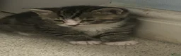 Mixed Breed cats for sale: 7 adorable kittens - Advert 4
