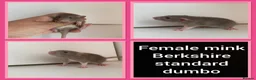 Rat rodents for sale: Adorable baby rats for sale  - Advert 9