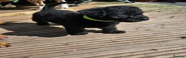Jackapoo 1