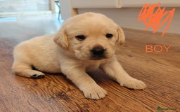 Labrador Retriever dogs for sale: Labrador Retriever Puppies - Image 3