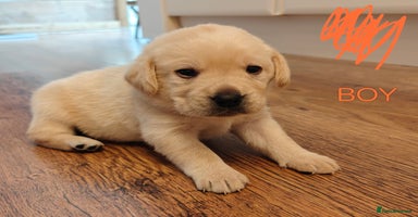 Labrador Retriever dogs - Advert 2