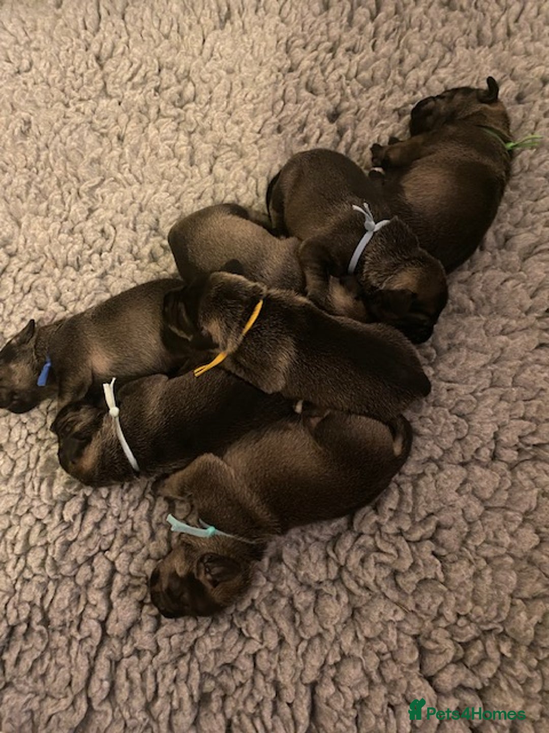 Schnauzer dogs for sale: Kennel Club registered puppies  - Advert 13