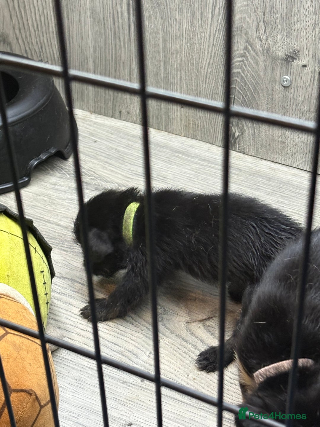 Mixed Breed dogs for sale: 5 French bulldog cross pups for sale  - Advert 4