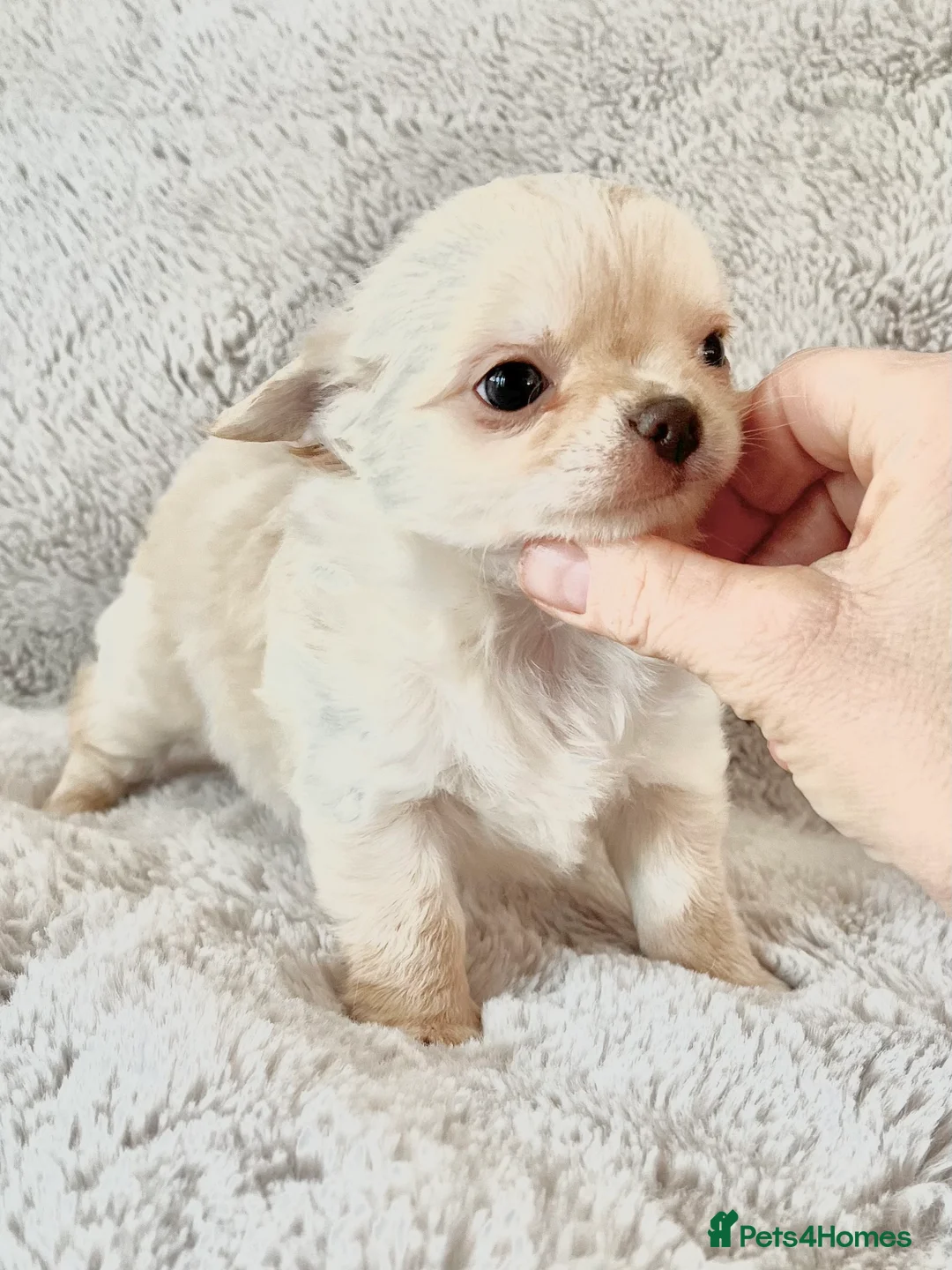 Chihuahua dogs for sale: Long coat cream chihuahua make champ lines Kc reg - Advert 1