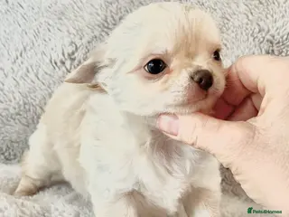 Chihuahua dogs Long coat cream chihuahua make champ lines Kc reg - Advert 1