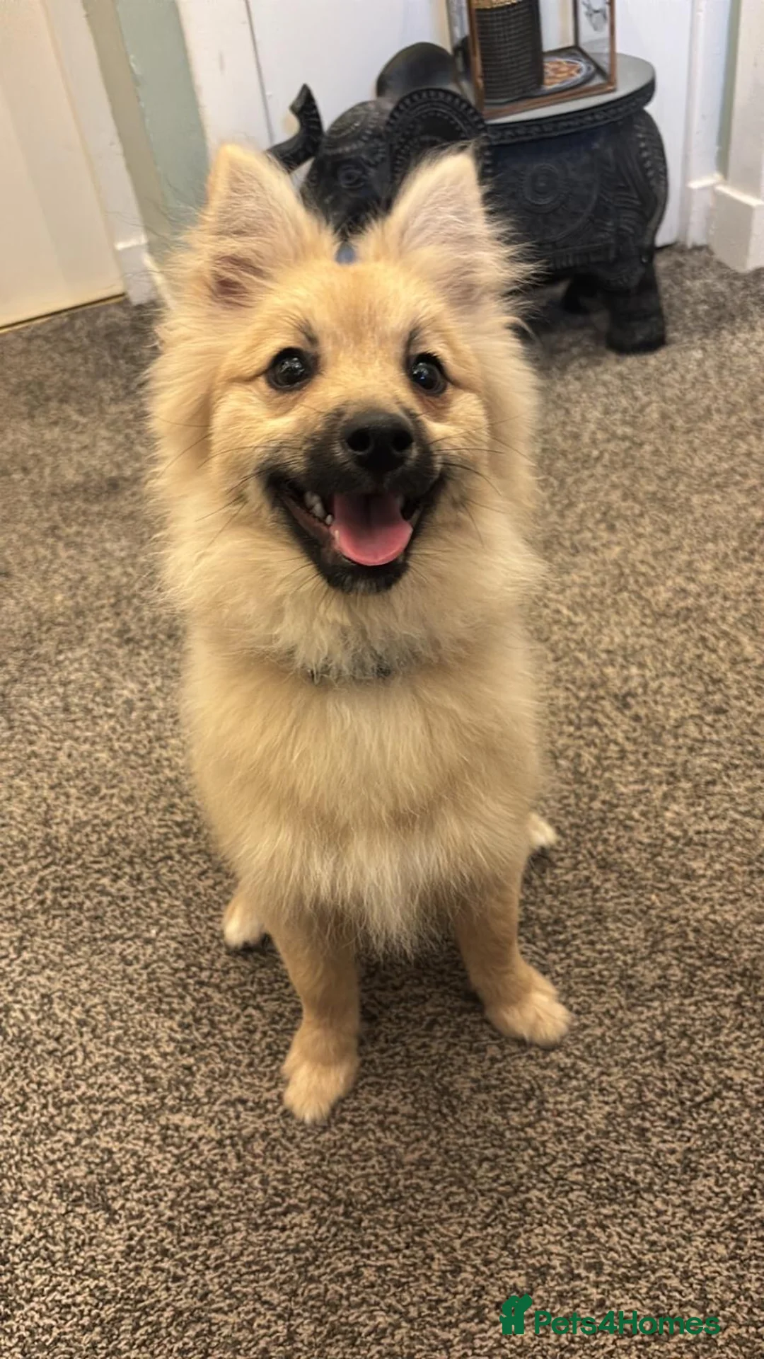 Pomeranian dogs for sale: Innes in Eyemouth - Advert 1