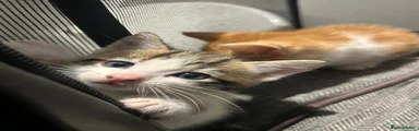 high-white piebald tabby.