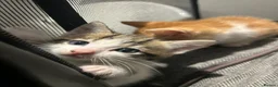 Mixed Breed cats for sale: Two gorgeous boy kittens ready to leave  - Advert 31