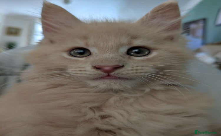 Maine Coon cats - Advert 2