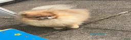 Pomeranian dogs for sale: Fabolous pomeranian female puppy - Advert 11