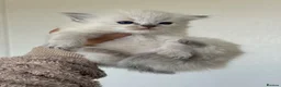 Ragdoll cats for sale: Ragdoll kittens - Advert 3
