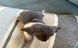 Miniature Dachshund dogs for sale: Micro mini dachshund  - Image 12