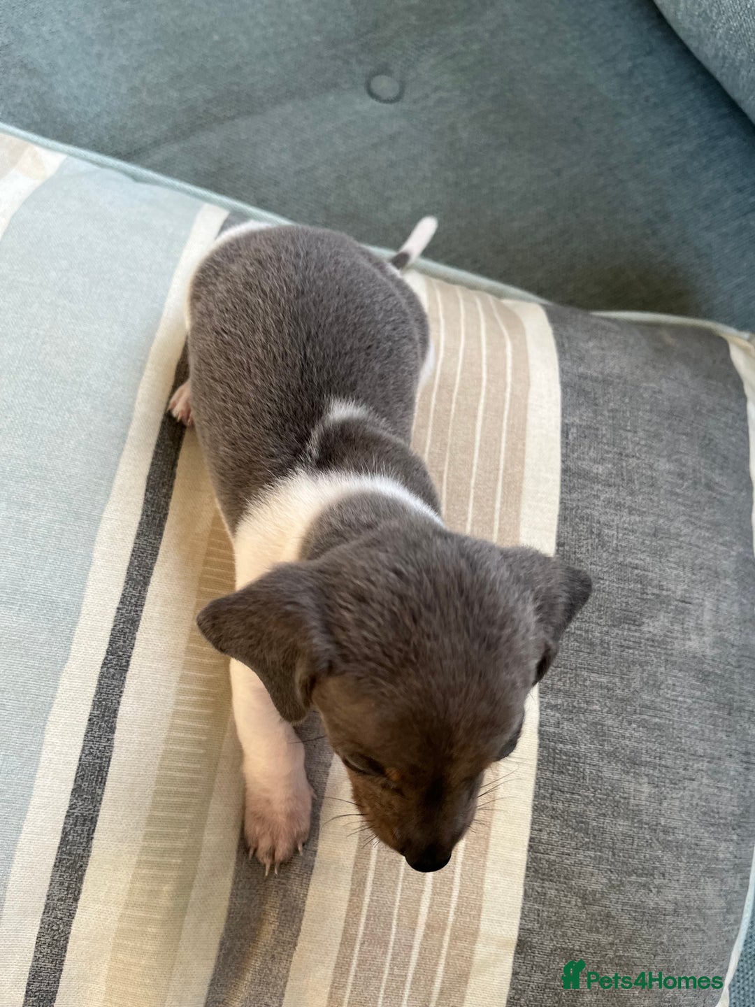 Miniature Dachshund dogs for sale: Micro mini dachshund  - Image 12