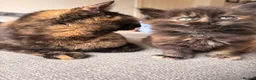 British Shorthair cats for sale: Beautiful BSH X Maine coon babies - Advert 22