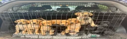Labrador Retriever dogs for stud: Champ Sired KC FTW Black Lab Full Health Tests in Runcorn - Advert 7