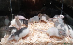 Rat rodents for sale: Baby Dumbo Rat's Males & Females - Image 6
