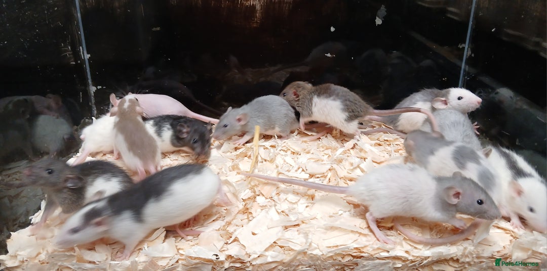 Rat rodents for sale: Baby Dumbo Rat's Males & Females - Image 6