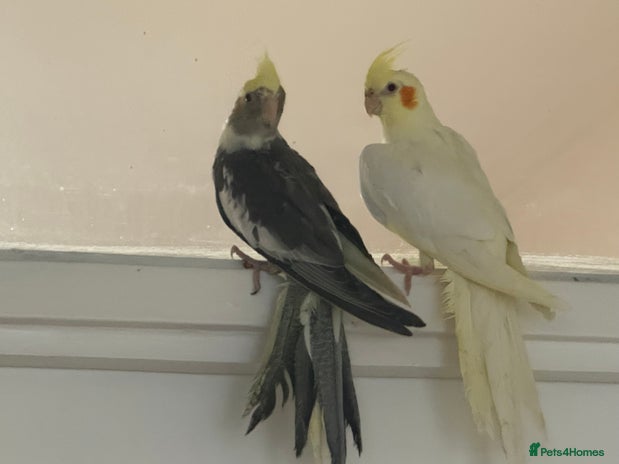 Cockatiels birds in London - Advert 5