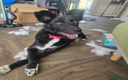 Mixed Breed dogs for adoption: Zorro for adoption - Image 10