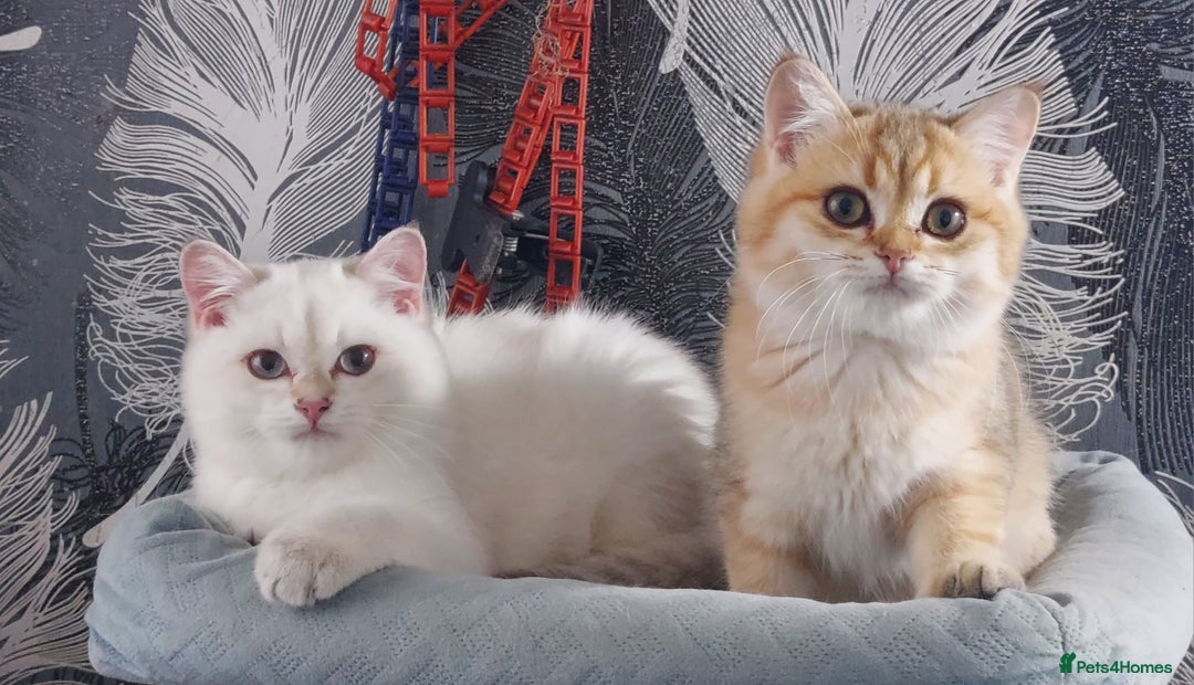 British Shorthair cats for sale: Golden British shorthair Pedigree Neutered  - Image 14