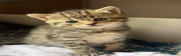 Mixed Breed cats for sale: Beautiful Siberian Mix Kittens  - Advert 15