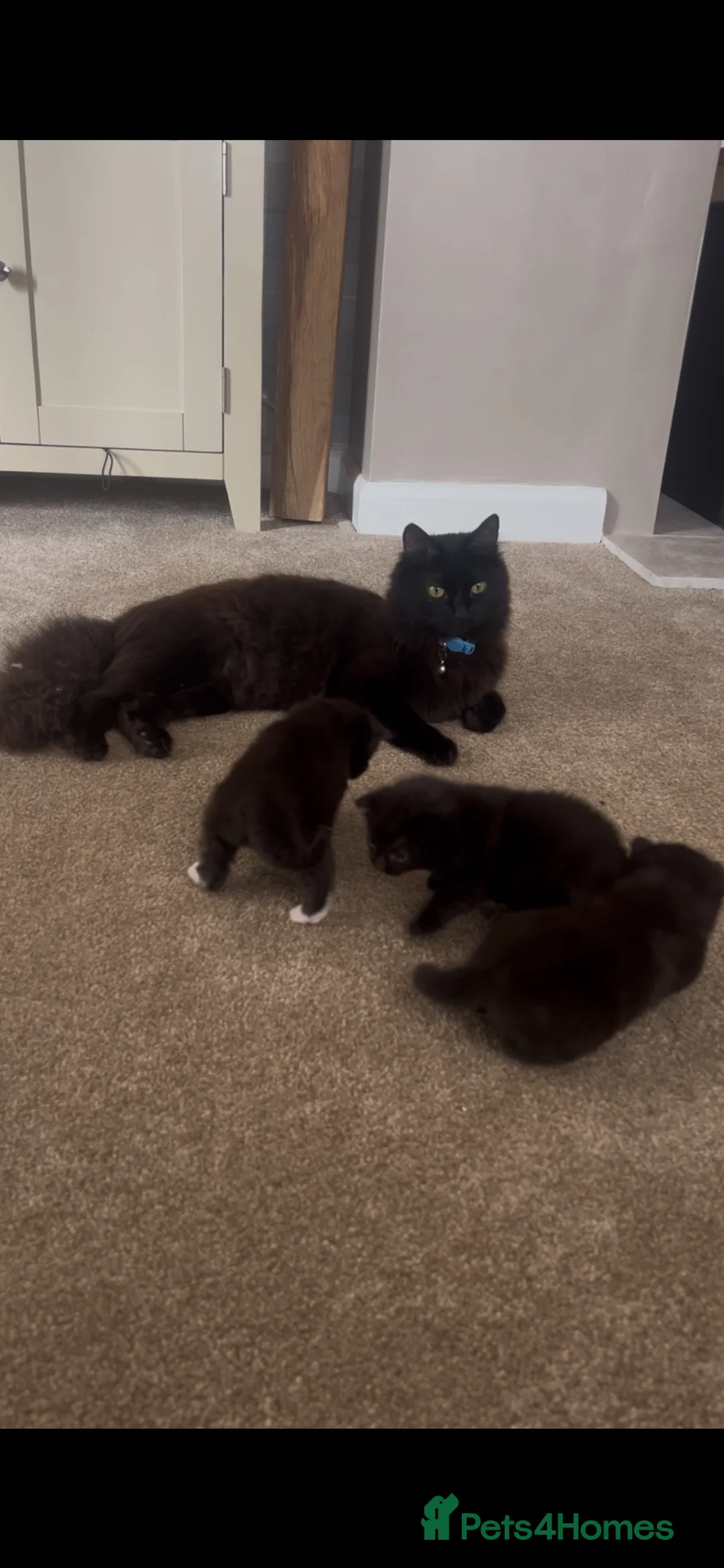 Mixed Breed cats for sale: Mix breed kittens - Advert 2