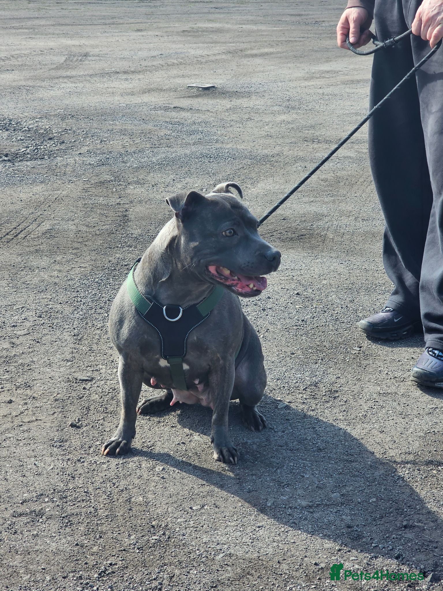 Staffordshire Bull Terrier dogs Beautiful Blue Staffordshire Bull Terrier Puppies - Advert 5