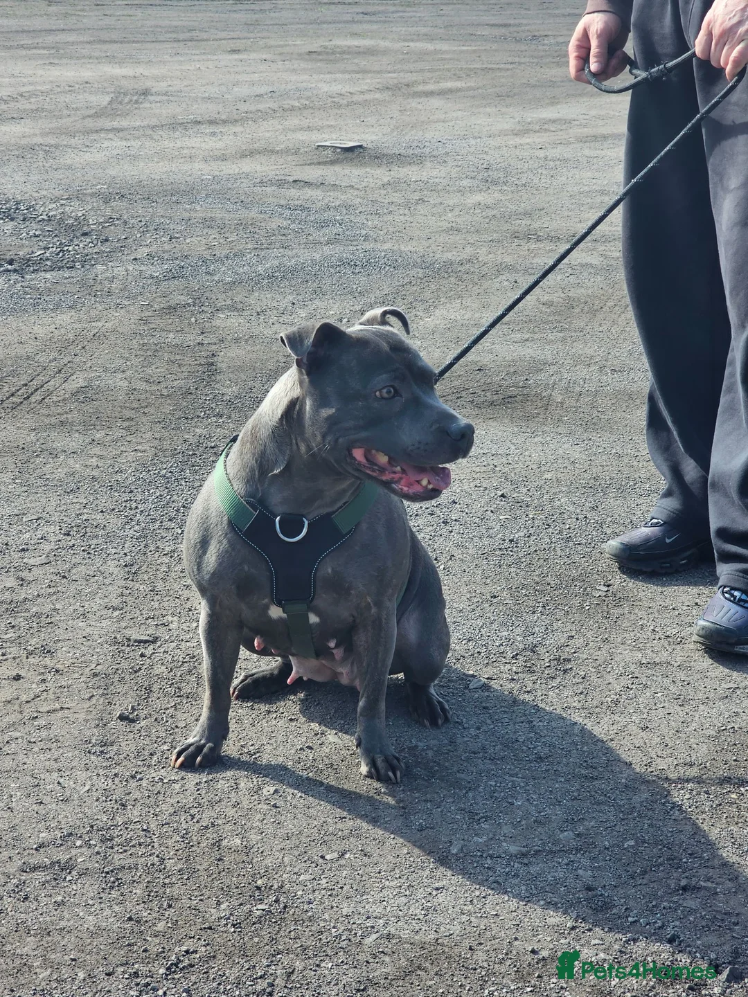 Staffordshire Bull Terrier dogs for sale: Beautiful Blue Staffordshire Bull Terrier Puppies - Advert 1