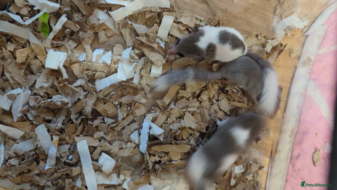 Mouse rodents for sale: Pied African Pygmy Dormice - male - Advert 2