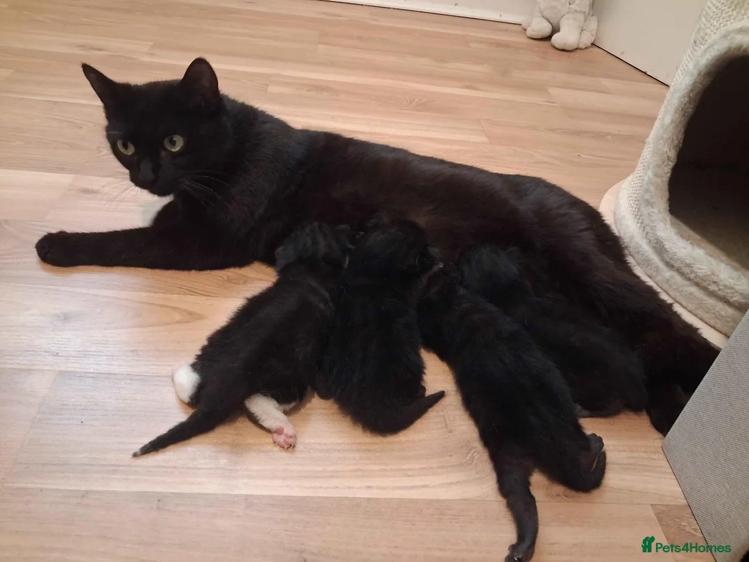 Mixed Breed cats for adoption: ADOPTION: Patissiere - Advert 8