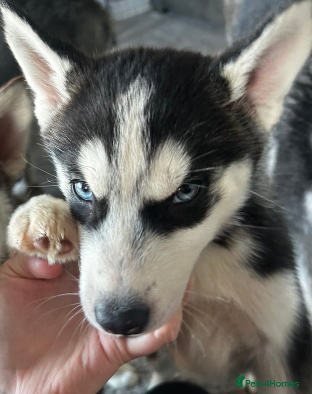 Siberian Husky dogs for sale: Siberian husky boys  - Advert 10