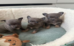 Chihuahua dogs for sale: Best quality Pedigree Puppies KC  - Image 3