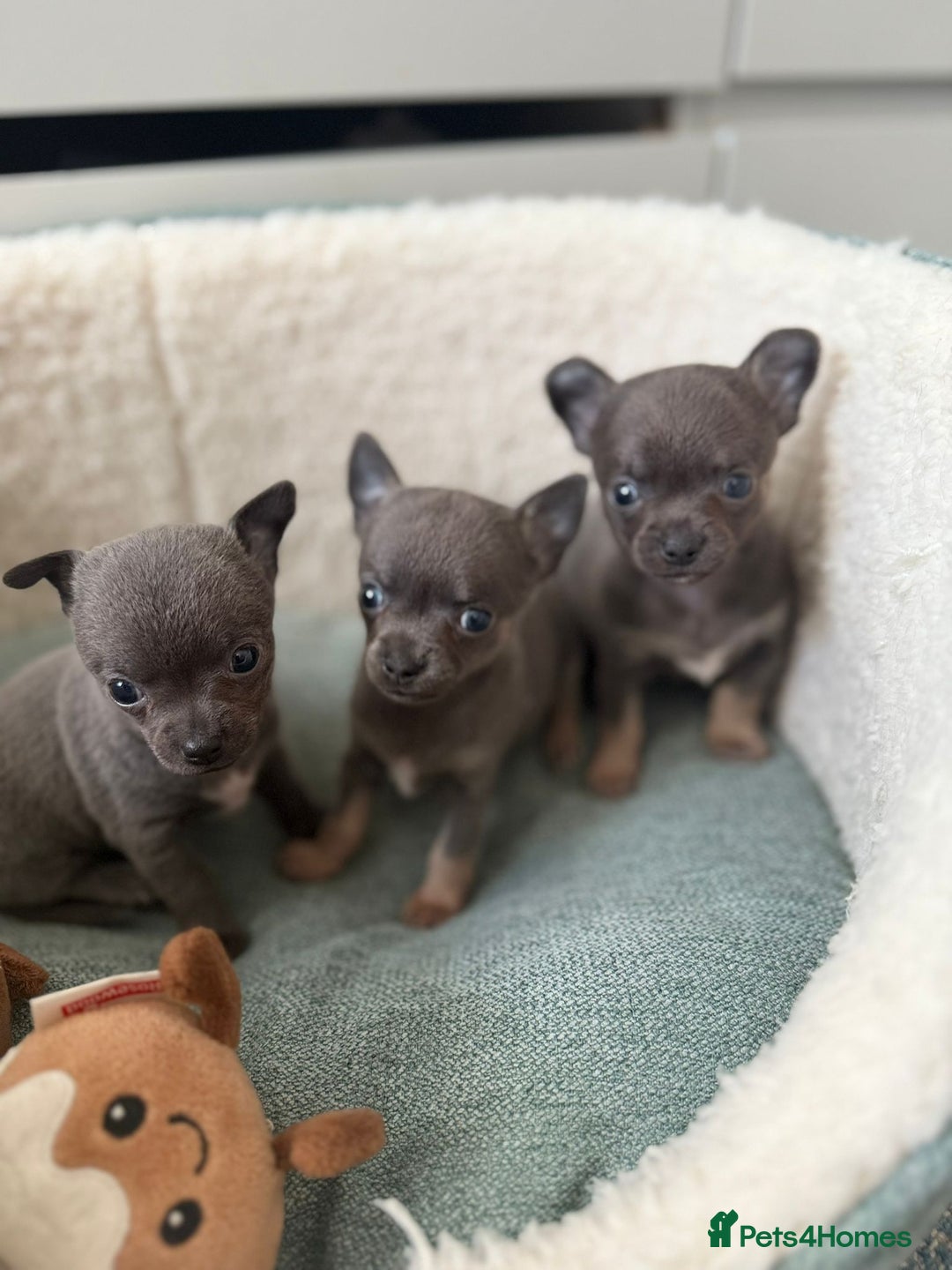 Chihuahua dogs for sale: Best quality Pedigree Puppies KC  - Image 3