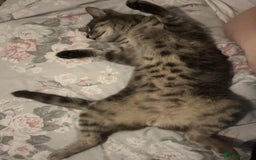 Domestic Shorthair cats for sale: Beautiful boys for sale  - Image 22