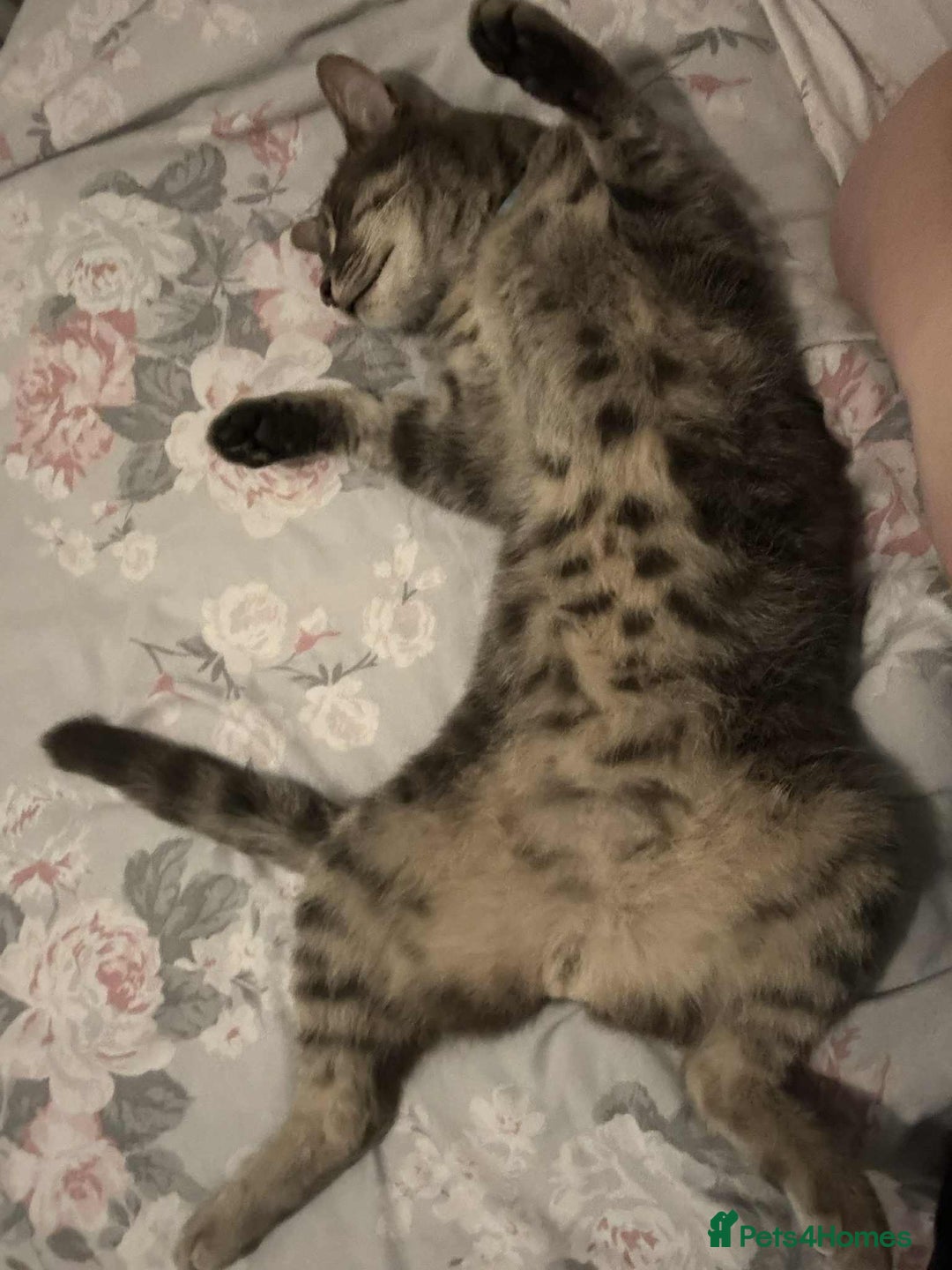 Domestic Shorthair cats for sale: Beautiful boys for sale  - Image 22