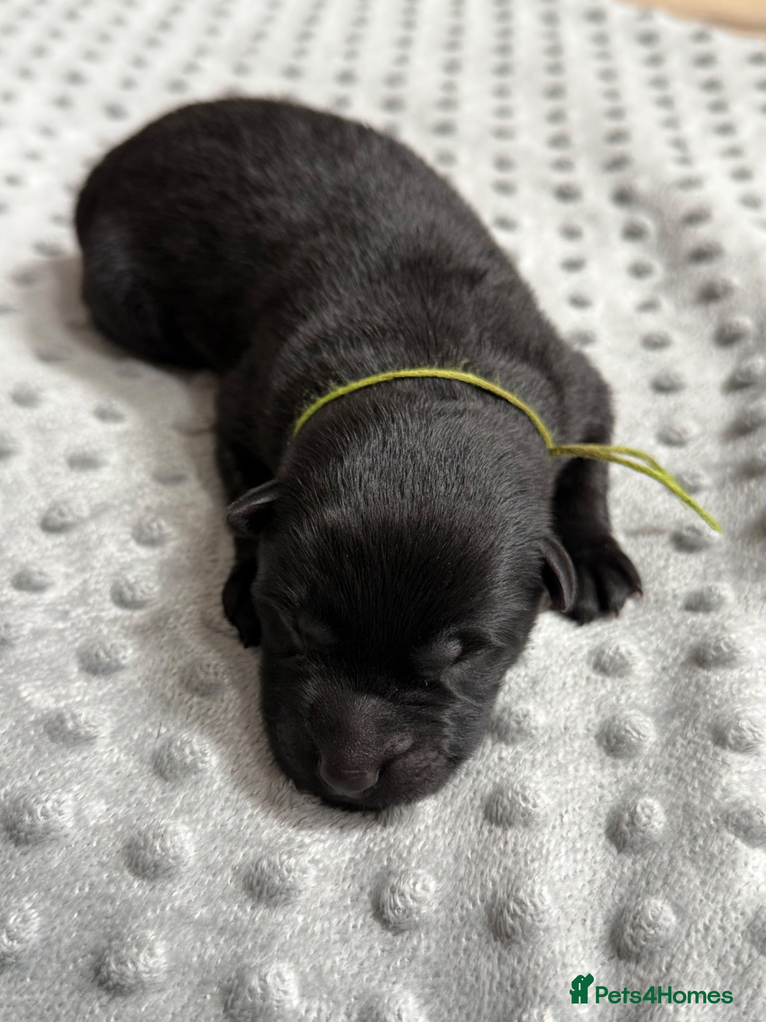 German Shepherd dogs 🏆 ELITE KC REG CZECH WORKING LINE GSD PUPPIES 🏆 - Advert 2